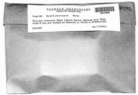 Mniaecia gloeocapsae image